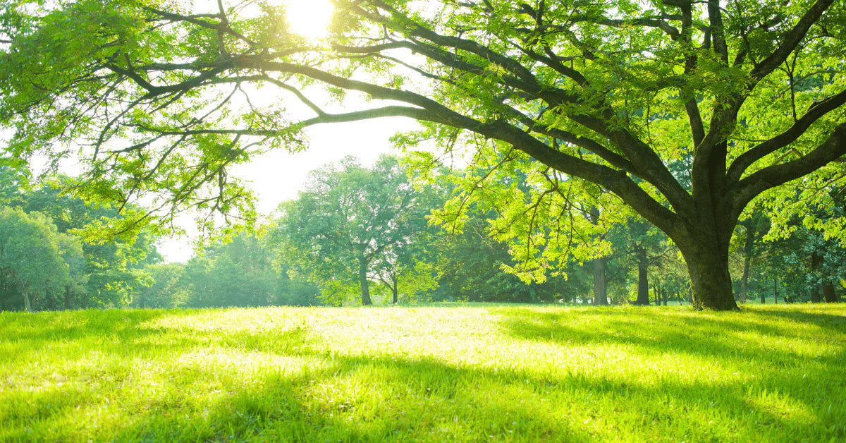 What are electron (voltage) donors?