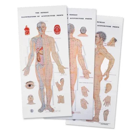acupuncture charts